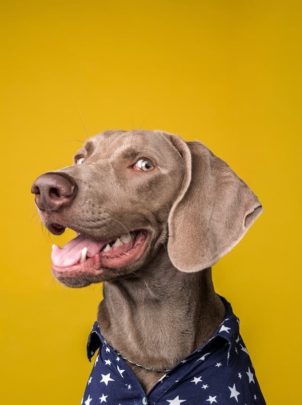 How to Recognize and Address Early Signs of Anxiety in a Weimaraner?